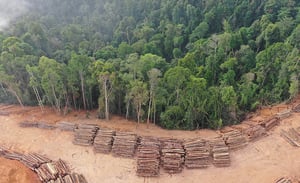 entwaldungsfreie-lieferketten-2024