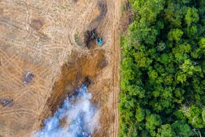 deforestation free eu supply chains